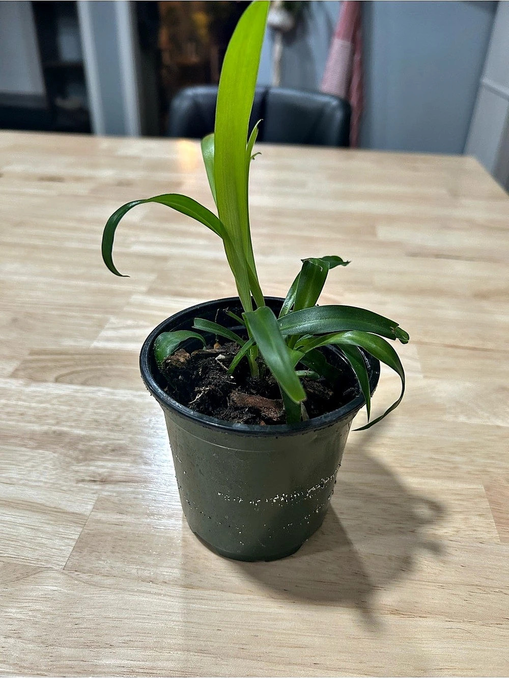 Live Spider Plant Babies